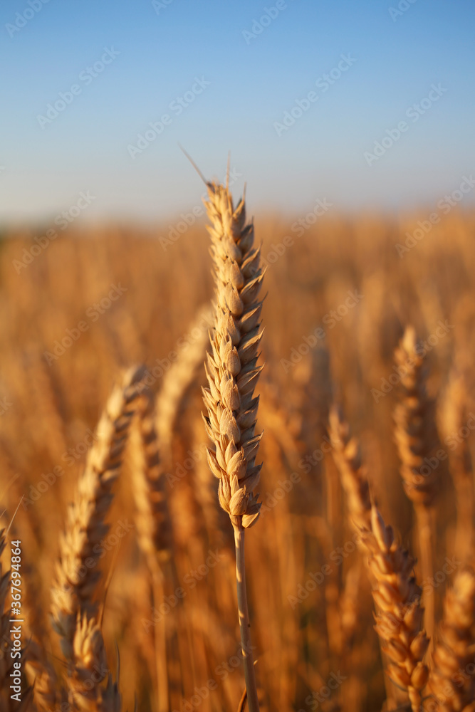 A rich harvest of wheat, a golden ear in the evening field.