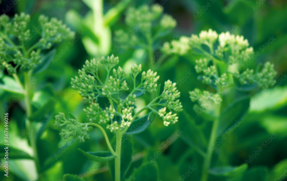 Abstract green background of blurred plants. Abstract green background of blurred plants.