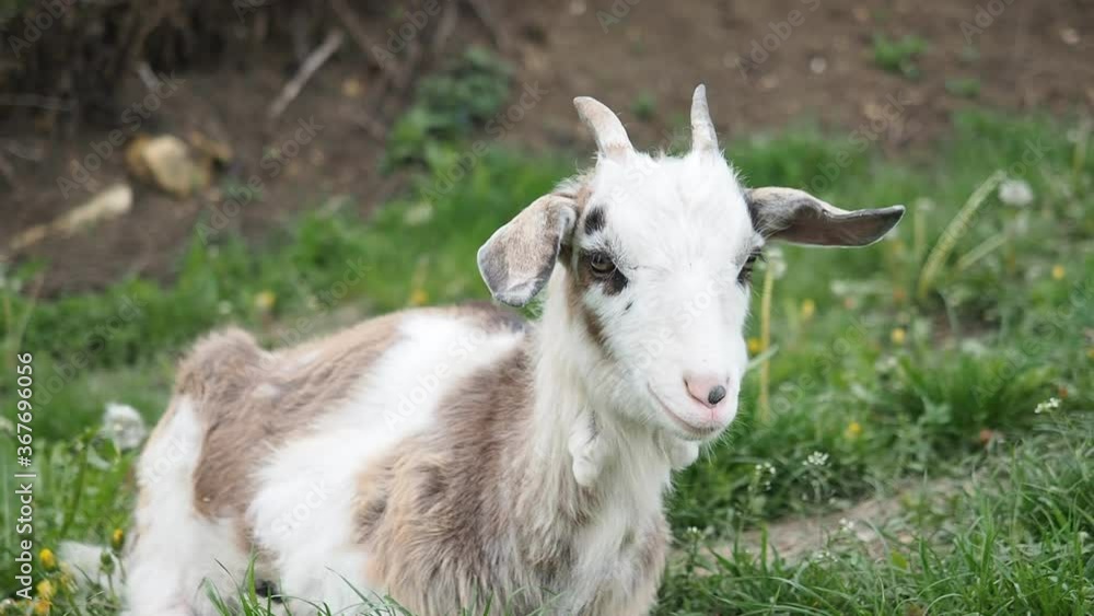 Nanny goat twitching, chewing and eating fresh green grass in the garden of farm in HD VIDEO. Organic BIO farming, animal rights, back to nature concept. Nanny goat twitching, chewing and eating fresh green grass in the garden of farm in HD VIDEO. Organic BIO farming, animal rights, back to nature concept.