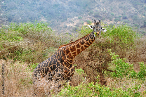 The Masai giraffe (Giraffa camelopardalis tippelskirchii) eating leaves and hiding in green bushes of Ngorongoro national park in Tanzania, Africa photo