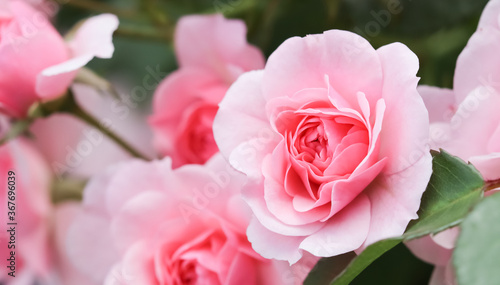 Beautiful pink roses Bonica in the garden. Perfect for background of greeting cards for birthday  Valentine s Day and Mother s Day