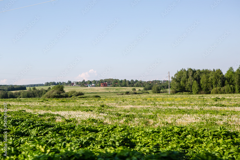 Field with white flowers outside the city