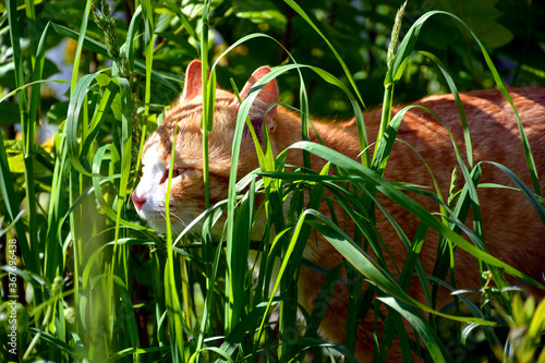 Red cat hiding in the grass.