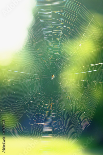 the colorful vibrant spider web reflect with sun light and soft blue background, spider wove a web for insect fishing, survival wildlife