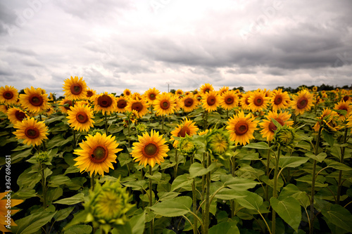 A field of sunflowers with heavy clouds in the background