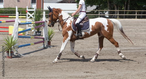Woman riding a pinto horse at trot