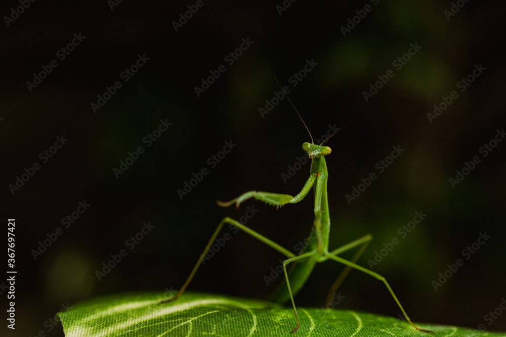 a narrow winged mantis looking very intense and beautiful. the color of the mantid is bronn and green. this is a wild caught praying mantis and was found in japan. it is a very beautiful insect a narrow winged mantis looking very intense and beautiful. the color of the mantid is bronn and green. this is a wild caught praying mantis and was found in japan. it is a very beautiful insect