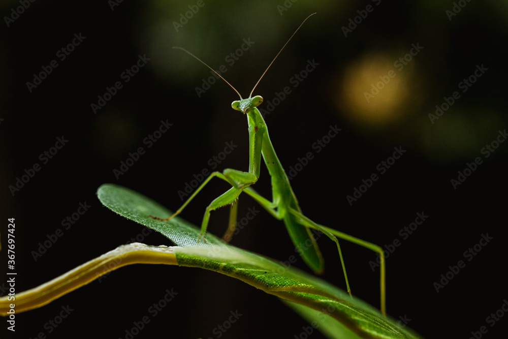 a narrow winged mantis looking very intense and beautiful. the color of the mantid is bronn and green. this is a wild caught praying mantis and was found in japan. it is a very beautiful insect a narrow winged mantis looking very intense and beautiful. the color of the mantid is bronn and green. this is a wild caught praying mantis and was found in japan. it is a very beautiful insect