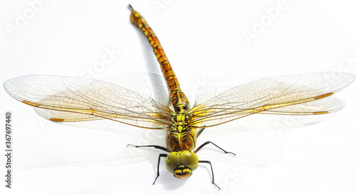 dragonfly on white background