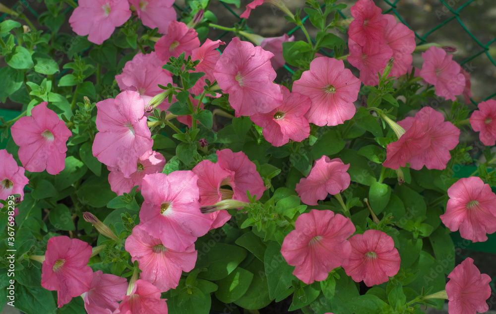 Colorful and bright blooming Petunia flowers (Petunia hybrida). Flowers for hanging planters. Garden flowers. Gardening. Beautiful flowers in summer. Floriculture Colorful and bright blooming Petunia flowers (Petunia hybrida). Flowers for hanging planters. Garden flowers. Gardening. Beautiful flowers in summer. Floriculture