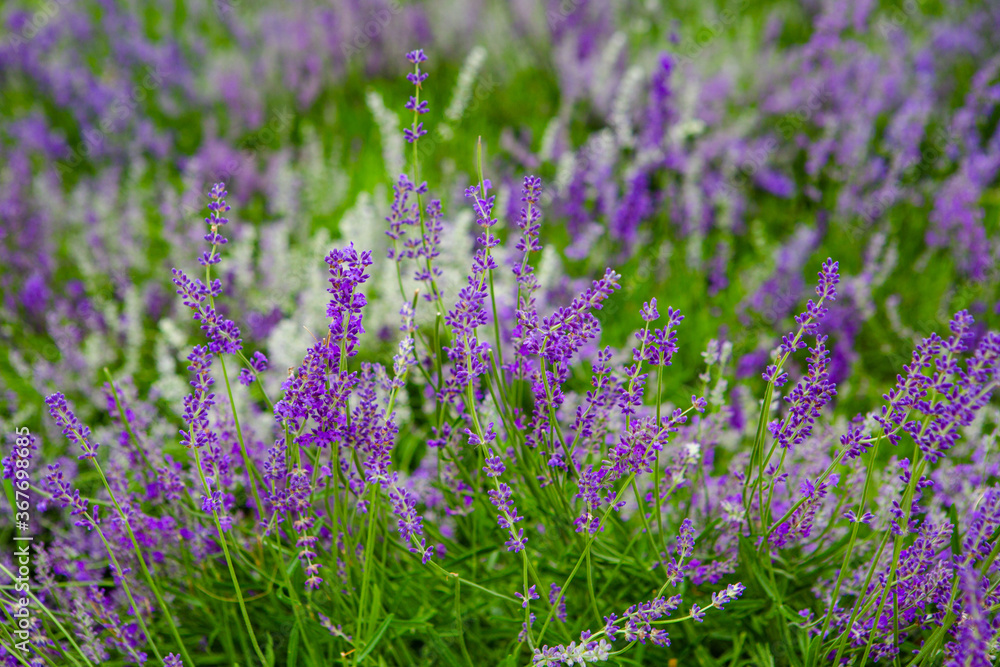 Obraz premium Lavender flowers close up on a green background