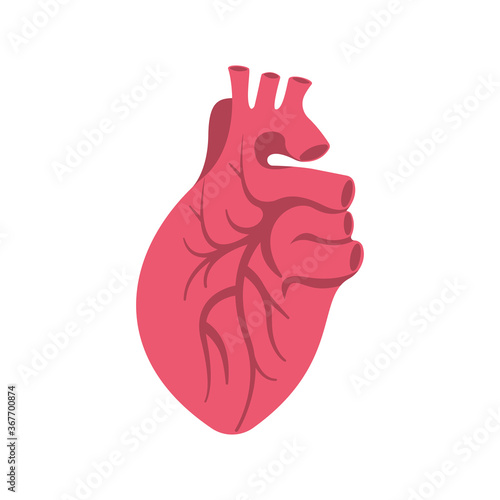 Human heart icon. Vector illustration flat design. Isolated on white background. Venous system. Muscular organ inner. Blood pump.