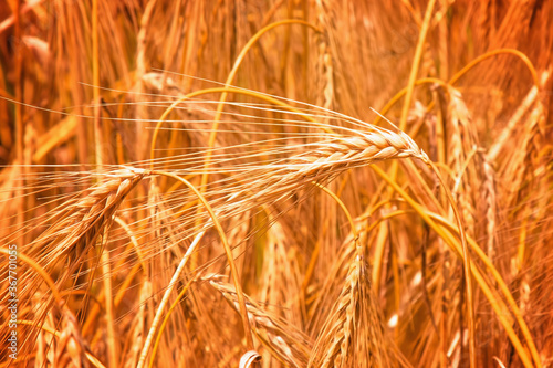 Barley field background in sunlight. Bottom view. Agriculture  agronomy  industry concept.