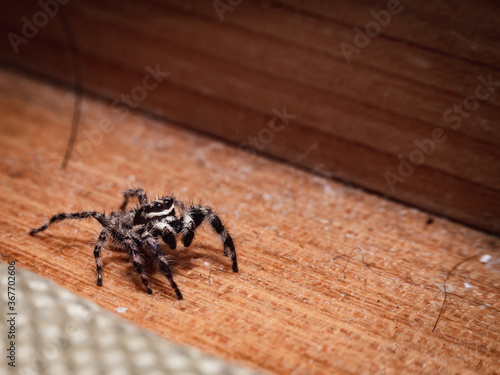 tiny little spider living in the house