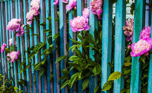 Pink roses on a background old wooden fence