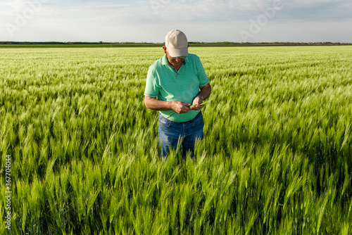 Senior farmer standing in in wheat field examining crop.