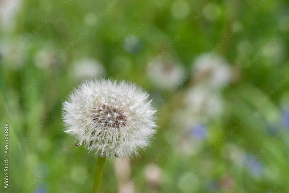 White dandelion flower close-up on a natural green background. Allergen plant. White dandelion flower close-up on a natural green background. Allergen plant.