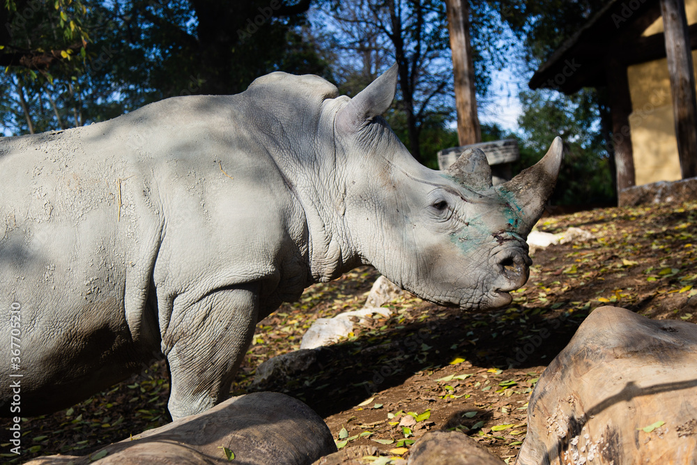 Naklejka premium Il rinoceronte al Bioparco di Roma