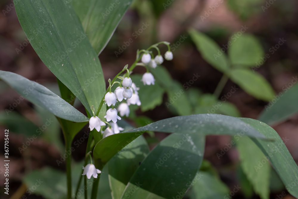 White lily-of-the-valley, May bells, Our Lady's tears, Convallaria majalis, flowers among green leaves. White lily-of-the-valley, May bells, Our Lady's tears, Convallaria majalis, flowers among green leaves.