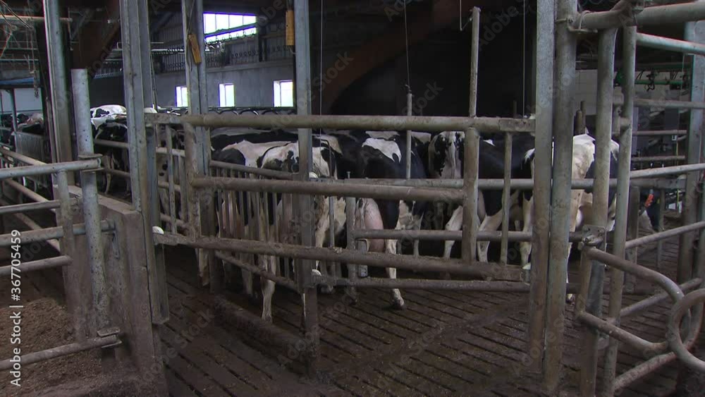 Cow in stable Cattle breeding. Farming Cow in stable Cattle breeding. Farming