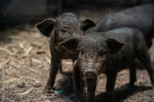 Black Piglet. / Raising pigs in a rural country.