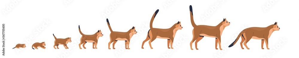 Set of cute kitten or cat growth stages, development. Domestic animal growing from cub to adult pet. Mammal life cycle process. Flat vector cartoon illustration isolated on white background