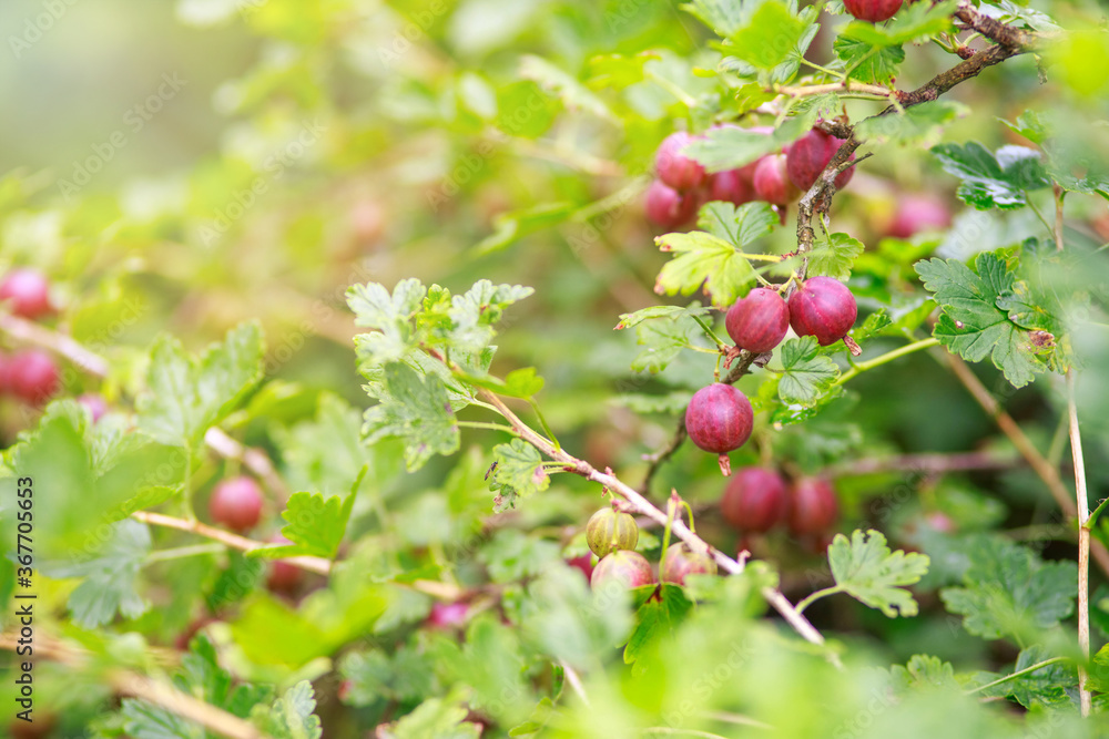 Red gooseberries hanging on a bush. Cute, growth. Red gooseberries hanging on a bush. Cute, growth.