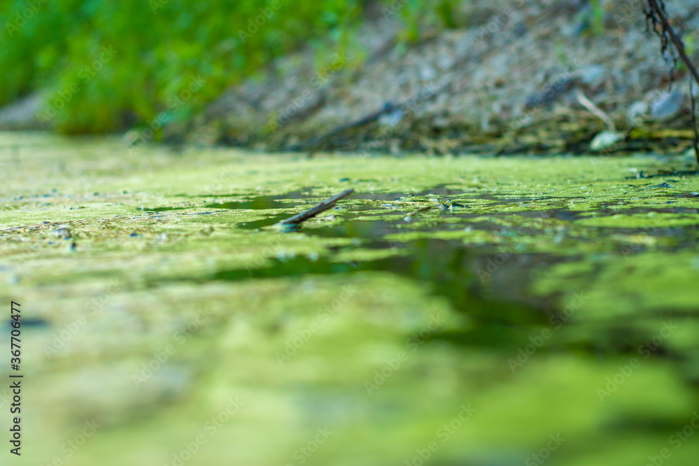 Background with a marshland with dirty water overgrown with sedge, grass and small broken boughs filmed closeup. Green water in a deserted, abandoned area. Background with a marshland with dirty water overgrown with sedge, grass and small broken boughs filmed closeup. Green water in a deserted, abandoned area.