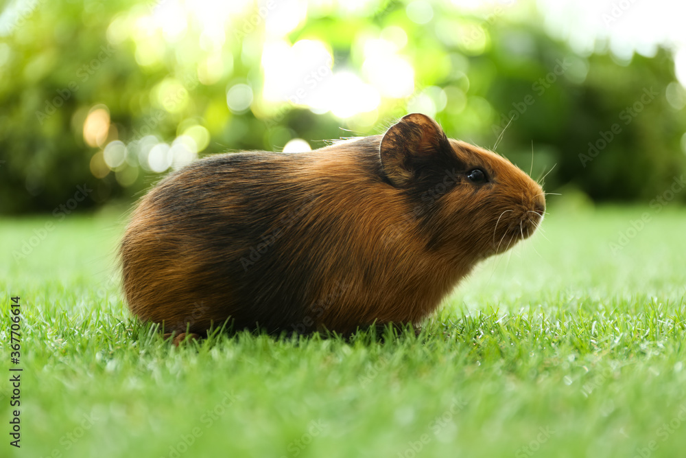 Cute guinea pig on green grass in park Cute guinea pig on green grass in park