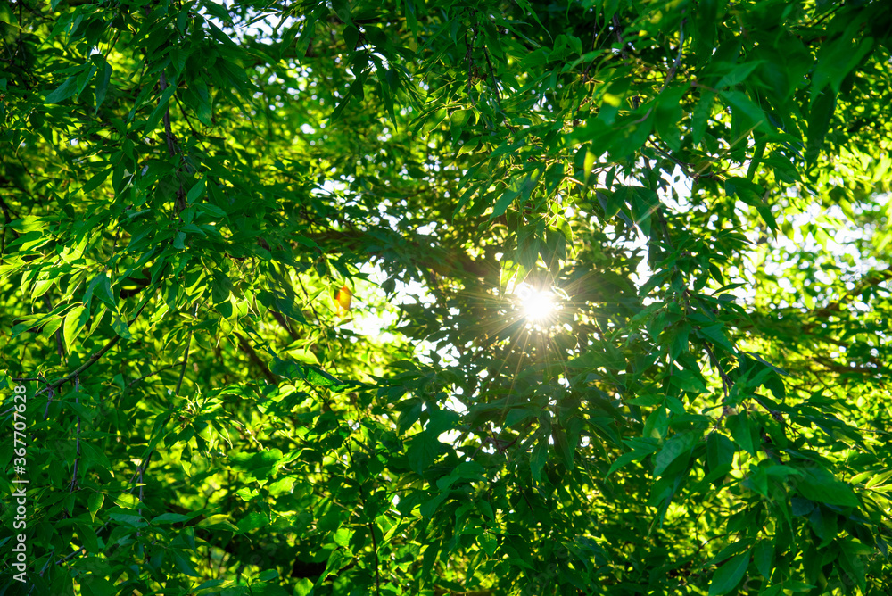 Fototapeta premium Sun rays through branches of green trees in a forest or park