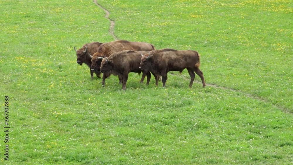 Wild buffaloes walking through the field Wild buffaloes walking through the field