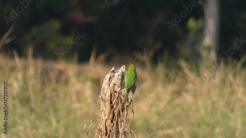 Bee hunter mp4 UHD 4k . photo