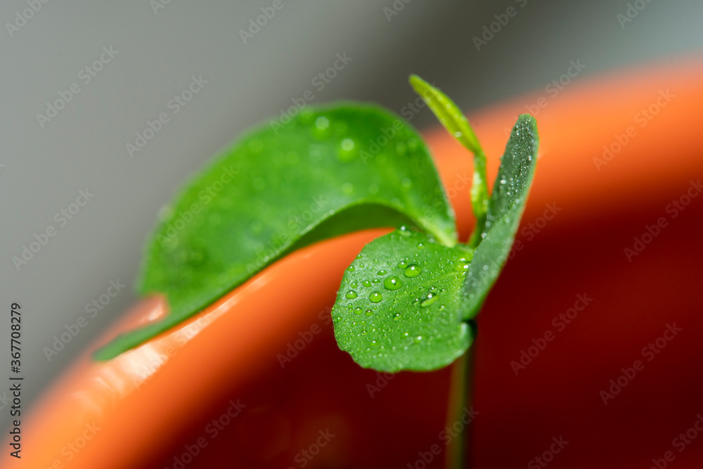 Small green sprout with drops of water on a leaf in an orange pot Small green sprout with drops of water on a leaf in an orange pot