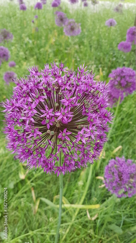 Fototapeta Naklejka Na Ścianę i Meble -  lavender flowers in the garden