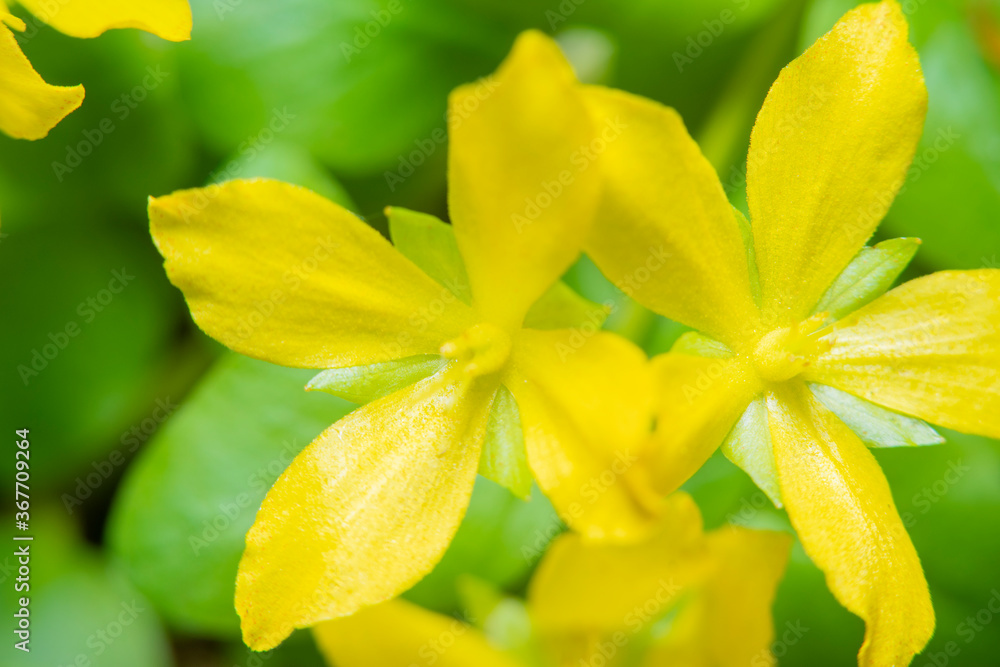 Yellow five-leafed flower in soft focus at high magnification. Well visible pistils and stamens. Yellow five-leafed flower in soft focus at high magnification. Well visible pistils and stamens.