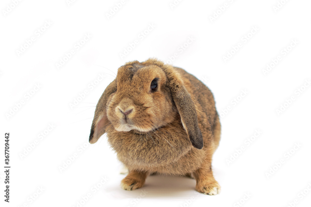 Isoliertes braunes Widder-Kaninchen mit Hängeohren auf weissem Hintergrund Isoliertes braunes Widder-Kaninchen mit Hängeohren auf weissem Hintergrund