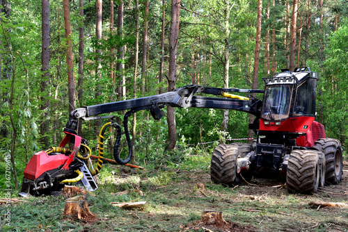 Pine forest harvesting machine at work during clearing of a plantation. Wheeled harvester sawing trees and clearing forests.Timber harvesters, modern lumberjack. Logging machines