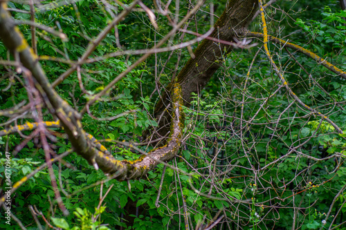 A branch of a tree with partially damaged bark and small growths of moss. The theme is the protection of nature and natural resources.