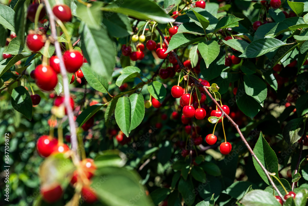 Obraz premium Tree branch with green leaves twig and many red ripe tasty juicy dessert cherry berries growing. Natural eco fruit garden background. Organic nutritious food background on bright sunny day