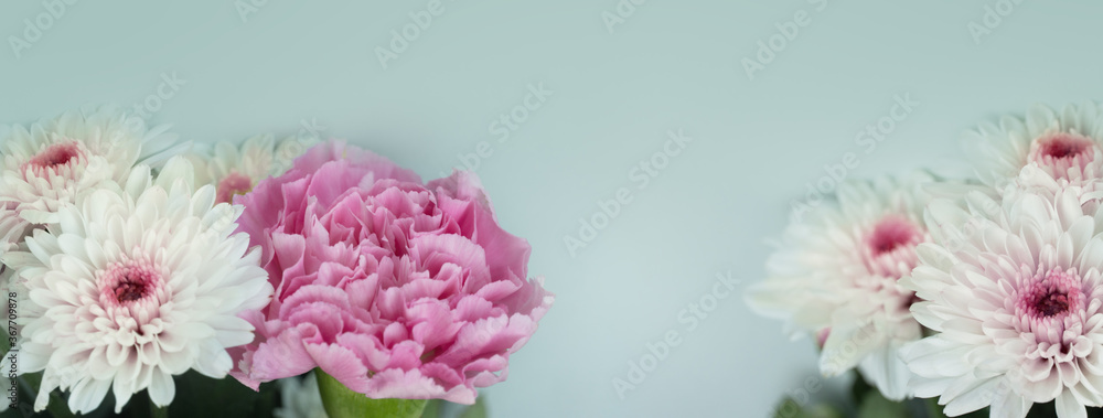 soft natural spring nature white chrysanthemum pink carnation  flower blue banner background