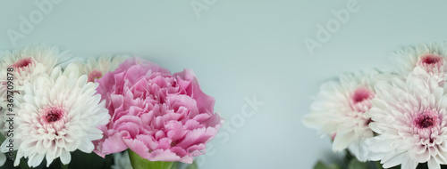 soft natural spring nature white chrysanthemum pink carnation flower blue banner background