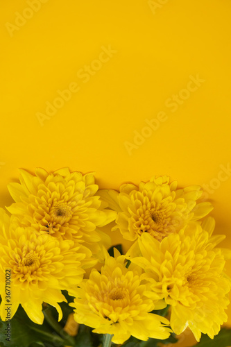 Fototapeta Naklejka Na Ścianę i Meble -  blooming summer yellow chrysanthemum flower on vivid nature background
