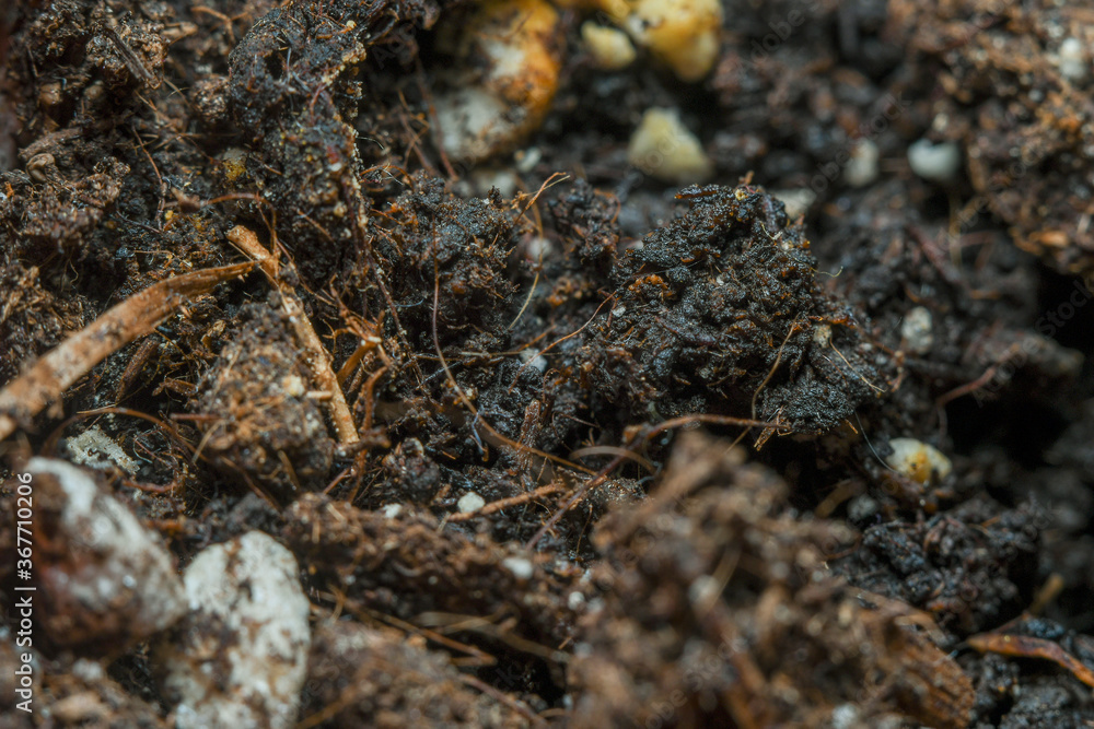 The surface of the soil rich in minerals for planting. Background in soft focus at high magnification, showing small clumps of soil and plant nutrient.