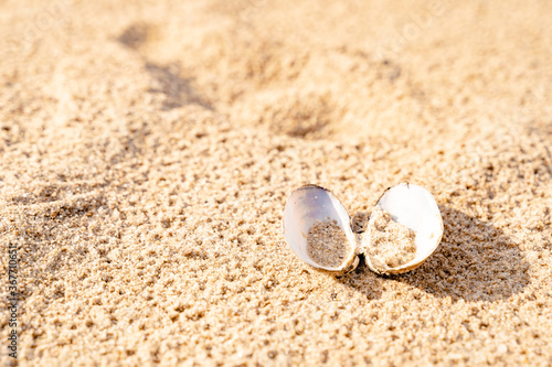 Fototapeta Naklejka Na Ścianę i Meble -  Sandy beach on the Baltic sea. Gulf of Finland. Summer. Rocks and mussel shells.