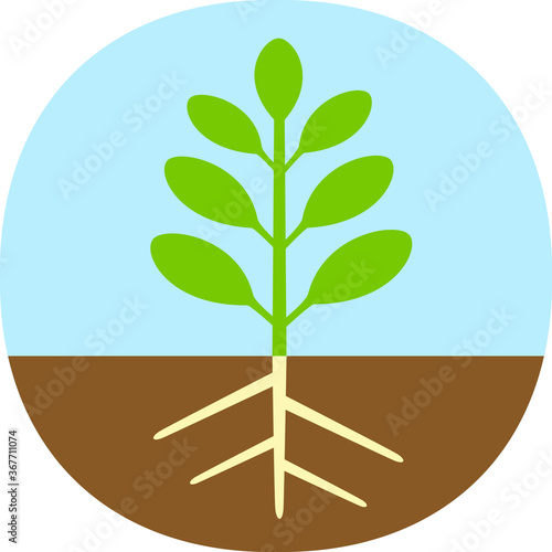 植物の基本構造のシンプルな図