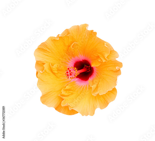 Orange chaba flowers or hibiscus rosa sinensis blooming isolated on white background , clipping path photo