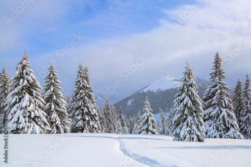 Beautiful landscape on the cold winter morning. On the lawn covered with snow there is a trodden path leading to the high mountains with snow white peaks  trees in the snowdrifts.