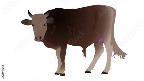 The Bull