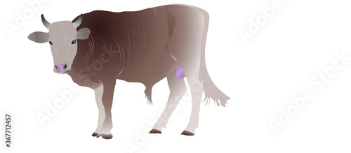 The Bull

