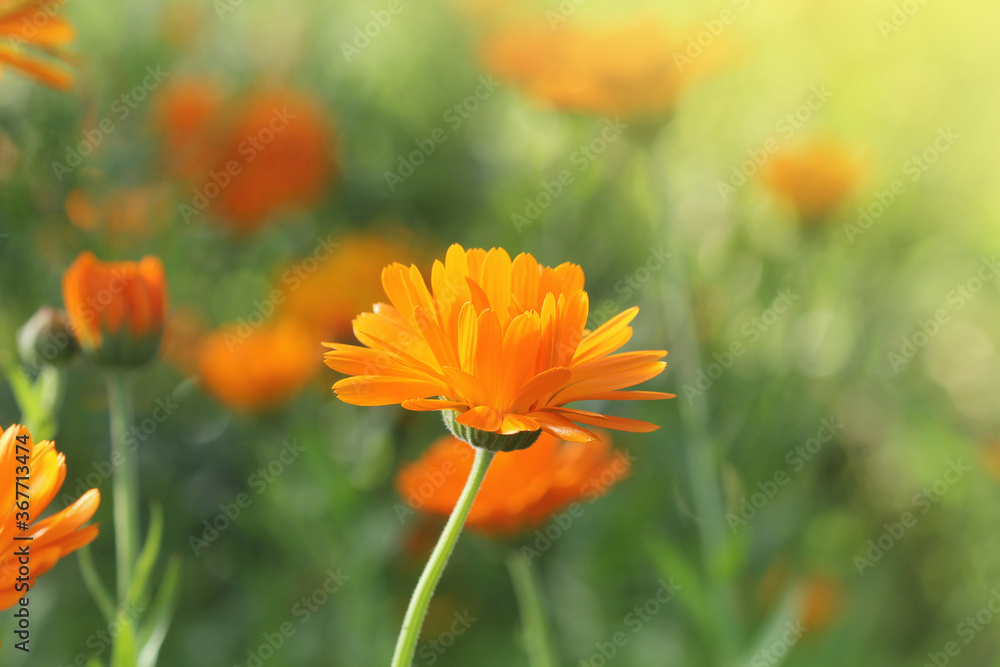 Marigold flowers in the meadow in the sunlight Marigold flowers in the meadow in the sunlight